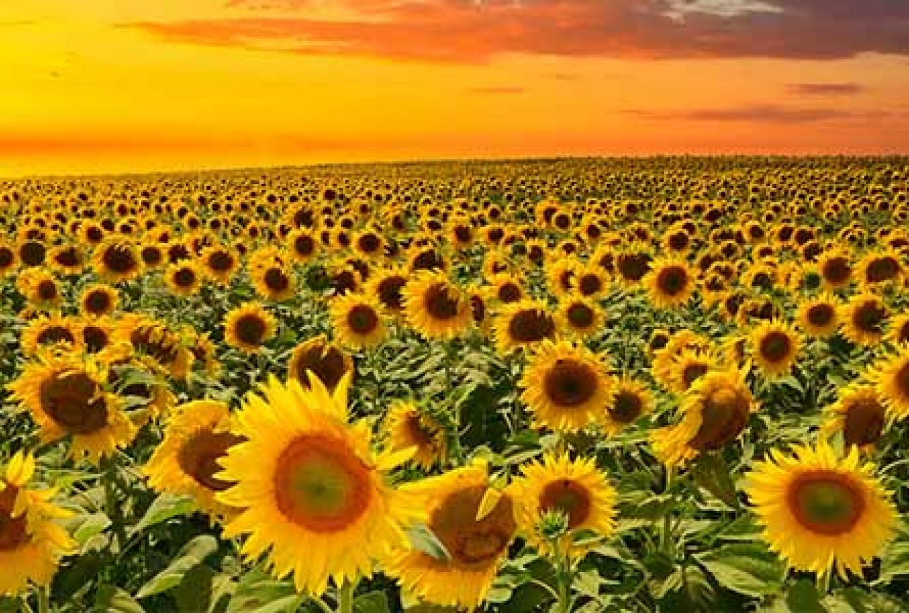 Benefits-Of-Sunflower