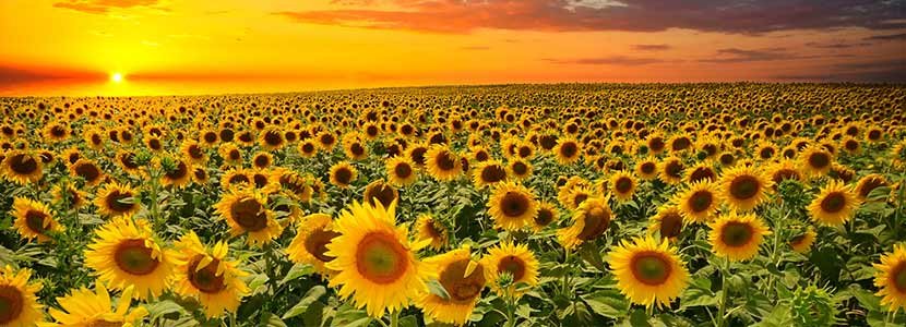 Benefits-Of-Sunflower